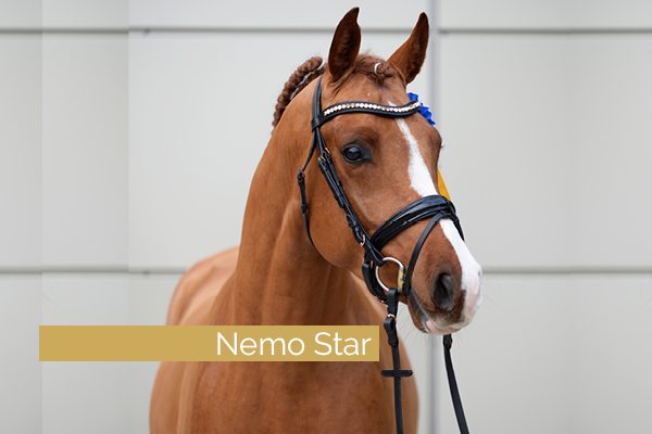 Der Reitponyhengst und Sohn des FS Numero Uno - Oakland's Nemo Star, wurde gekört