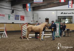 Ponyhengst Mr. Golden Watson in Schleswig-Holstein gekört