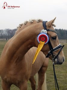 Ponyhengst Mr. Golden Watson in Schleswig-Holstein gekört